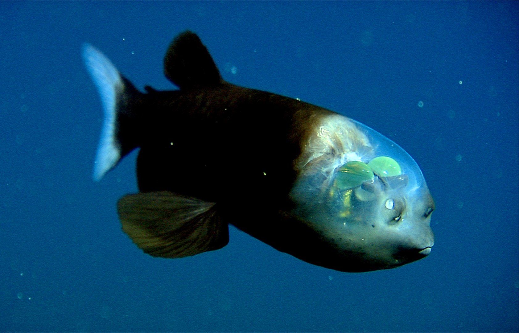 Barreleye fish