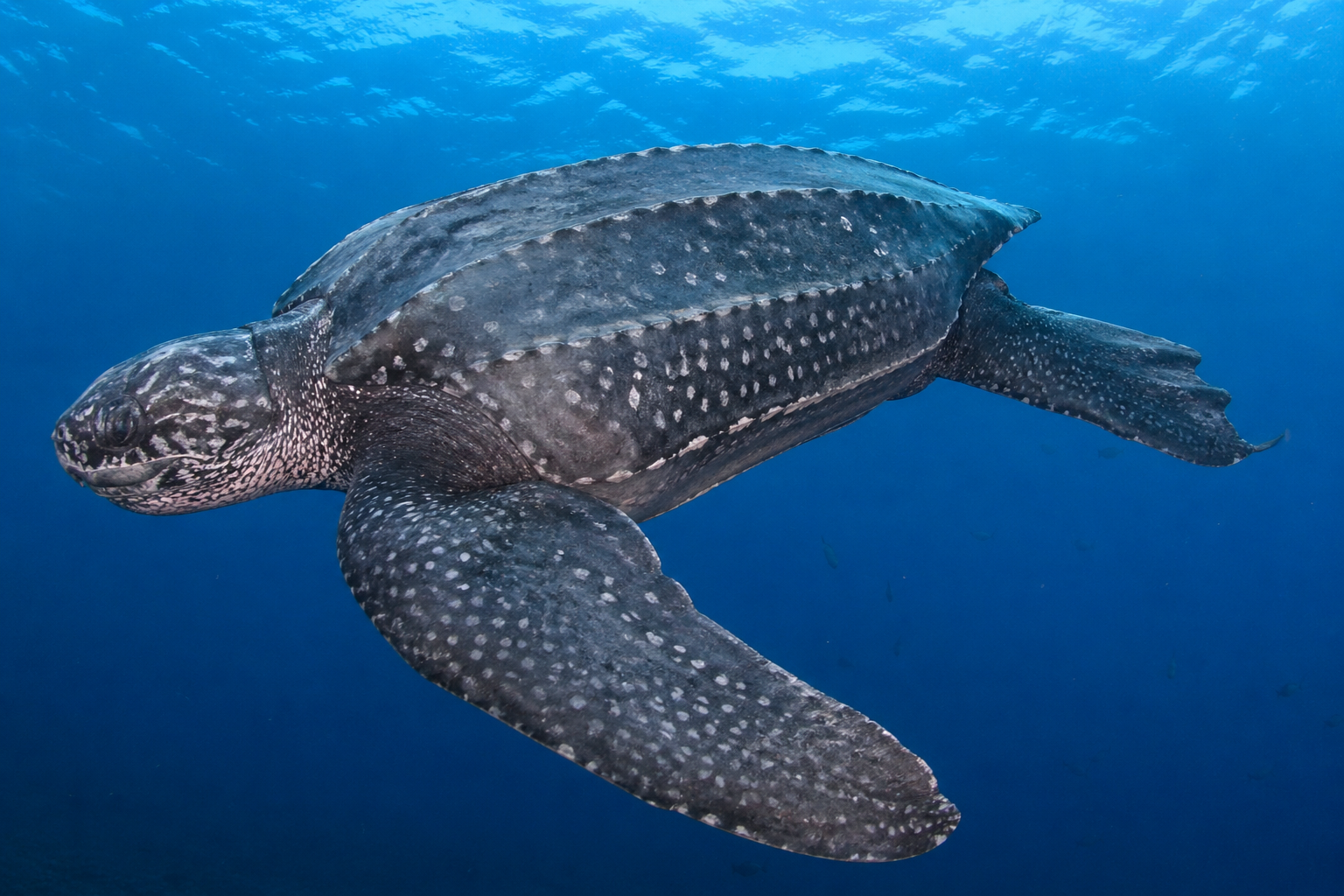 Leatherback sea turtle